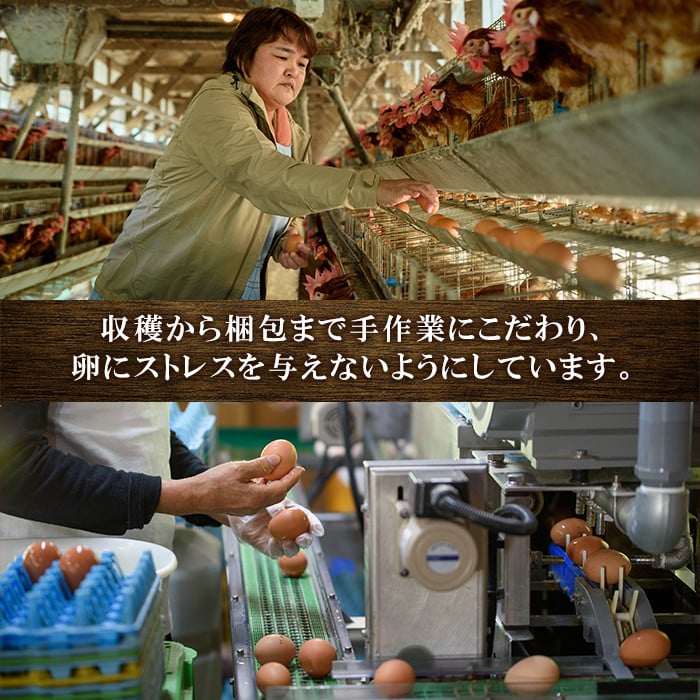 鹿児島県産！健康電子卵 初卵・白(計108個・54個入り×2枚) 国産 九州産 たまご タマゴ 玉子 生たまご 若鶏 若鳥 新鮮 鶏卵 小玉 パック 朝ごはん 卵かけごはん TKG おかず 卵焼き 割れ保障 安心 安全【峯元養鶏】【A-1827H】