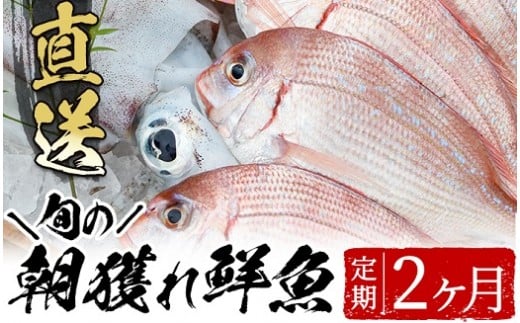 旬の朝獲れ鮮魚コース 2ヵ月定期便！その日獲れたての鮮魚や活魚！漁協だからできる産地直送の定期便【えびす市場】【B-365H】