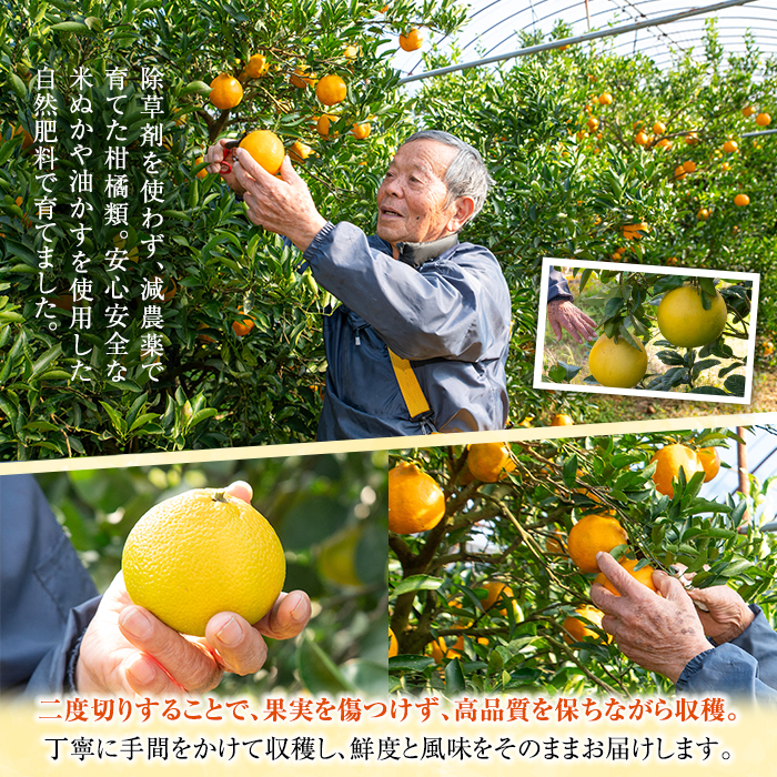 《訳あり》池之上果樹園の不知火 10kg箱バラ詰め満杯 (2L・3L混合) 国産 鹿児島県産 果物 柑橘 みかん ミカン 不知火 しらぬい でこぽん 訳アリ 秀品 サイズ不揃い フルーツ 果実 産地直送 農家直送 冬季 常温 箱 箱詰め 2L 3L【池之上果樹園】【A-1824H】