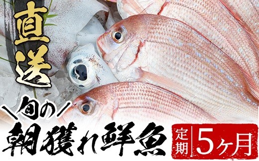 旬の朝獲れ鮮魚コース 5ヵ月定期便！その日獲れたての鮮魚や活魚！漁協だからできる産地直送の定期便【えびす市場】【E-134H】