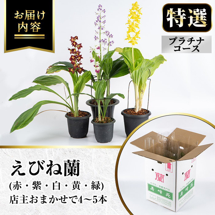 ïŒæ°ééå®ïŒå¯¿å³°èç¹éžãã³ãè(ãã©ããã³ãŒã¹)åºäž»ã®ããããã®ãã³ãèã®èã4ã5æ¬ãå±ãããããŸãïŒã寿峰èããP-011Hã