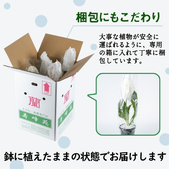 ïŒå
è¡äºçŽåä»äžïŒïŒå¯¿å³°èç¹éžãã³ãè åºäž»ããããAã³ãŒã¹âªéè±ç¶æ
ã»3æ¬â« è± ãè± é¢è± çè± è ã©ã³ ãã³ãè ã寿峰èããB-387Hã