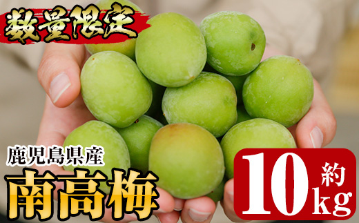 ＜先行予約受付中！2026年5月下旬から順次発送予定＞《容量が選べる！》朝日梅園の南高梅 (10kg箱バラ詰め満杯・M～2Lサイズ) 国産 九州産 野菜 南高梅 生梅 青梅 梅の実 うめ ウメ 青果 果物 梅酒 梅干し 梅シロップ 梅ジュース 梅ジャム【朝日梅園】【00-088-03】