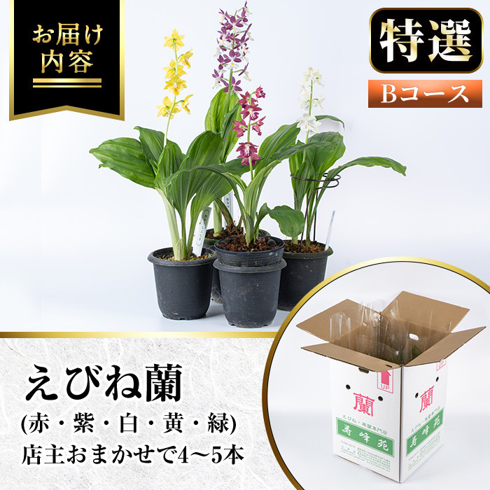 ＜数量限定＞寿峰苑特選えびね蘭(Bコース)店主のおすすめのえびね蘭の苗を4〜5本お届けいたします！【寿峰苑】【B-051H】