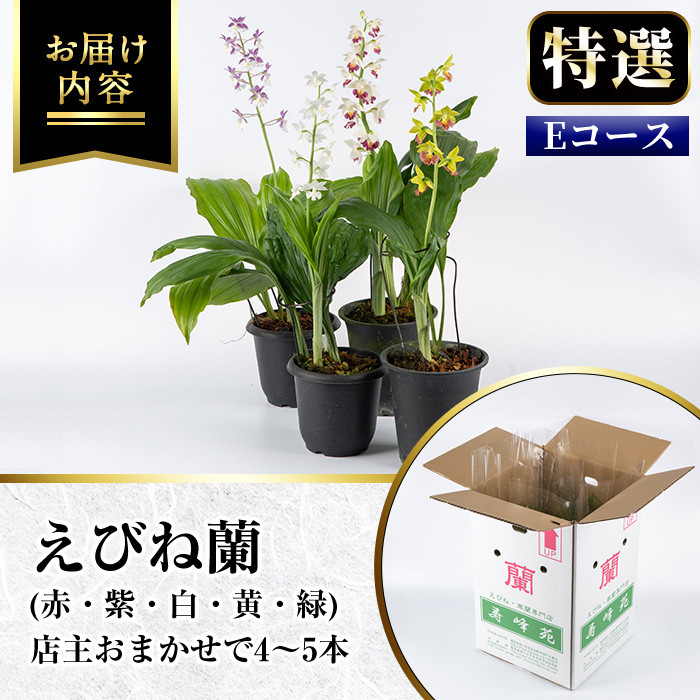 ＜数量限定＞寿峰苑特選えびね蘭(Eコース)店主のおすすめのえびね蘭の苗を4〜5本お届けいたします！【寿峰苑】【E-019H】