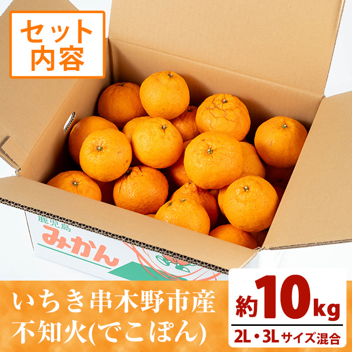 《訳あり》池之上果樹園の不知火 10kg箱バラ詰め満杯 (2L・3L混合) 国産 鹿児島県産 果物 柑橘 みかん ミカン 不知火 しらぬい でこぽん 訳アリ 秀品 サイズ不揃い フルーツ 果実 産地直送 農家直送 冬季 常温 箱 箱詰め 2L 3L【池之上果樹園】【A-1824H】