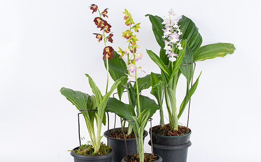 ＜数量限定＞寿峰苑特選えびね蘭(Dコース)店主のおすすめのえびね蘭の苗を4〜5本お届けいたします！【寿峰苑】【D-013H】