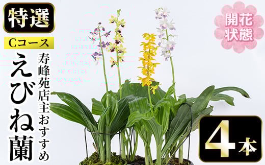 ＜先行予約受付中！＞寿峰苑特選えびね蘭 店主おすすめCコース≪開花状態・4本≫ 花 お花 鉢花 生花 蘭 ラン えびね蘭 【寿峰苑】【E-146H】