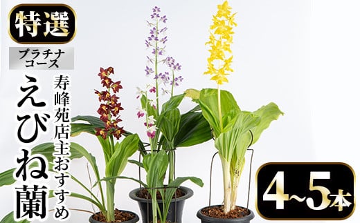 ＜数量限定＞寿峰苑特選えびね蘭(プラチナコース)店主のおすすめのえびね蘭の苗を4〜5本お届けいたします！【寿峰苑】【P-011H】