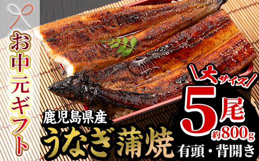 ＜2026年お中元ギフト＞国産うなぎ(鹿児島県産うなぎ)蒲焼(大サイズ5尾・約800g) 国産 国産魚 九州産 鹿児島県産 魚 魚介 鰻 うなぎ ウナギ 蒲焼 蒲焼き 惣菜 冷凍 プレゼント 贈答品【南竹鰻加工】【00-025-13-R8OC】