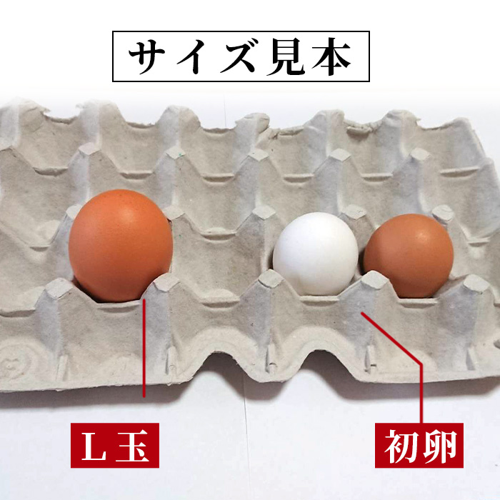 鹿å
å³¶çç£ïŒå¥åº·é»ååµ ååµã»çœ(èš216åã»54åå
¥ãÃ4æ) åœç£ ä¹å·ç£ ããŸã ã¿ã㎠çå çããŸã è¥é¶ è¥é³¥ æ°é®® é¶åµ å°ç ãã㯠æãã¯ã åµãããã¯ã TKG ããã åµçŒã å²ãä¿é å®å¿ å®å
šã峯å
é€é¶ãã00-095-08ã