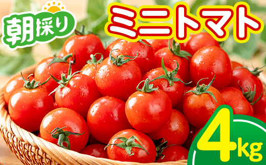 《期間限定》ミニトマト (4kg) 国産 鹿児島県産 トマト ミニトマト 野菜 やさい 生野菜 新鮮 朝採れ 朝採り 旬 期間限定 サラダ お弁当 【(株)AGRICIA】【A-1934H】