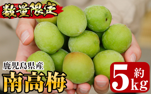 ＜先行予約受付中！2026年5月下旬から順次発送予定＞《容量が選べる！》朝日梅園の南高梅 (5kg箱バラ詰め満杯・L～2Lサイズ) 国産 九州産 野菜 南高梅 生梅 青梅 梅の実 うめ ウメ 青果 果物 梅酒 梅干し 梅シロップ 梅ジュース 梅ジャム【朝日梅園】【00-088-02】