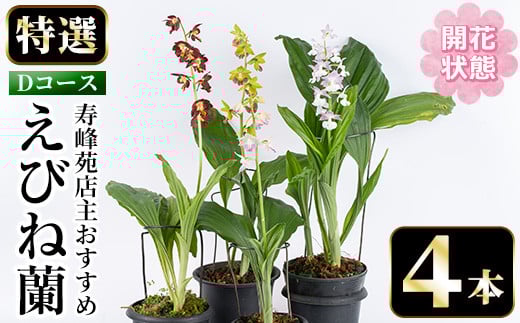 ＜先行予約受付中！＞寿峰苑特選えびね蘭 店主おすすめDコース≪開花状態・4本≫ 花 お花 鉢花 生花 蘭 ラン えびね蘭 【寿峰苑】【E-147H】