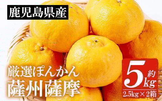 ＜先行予約受付中！2026年1月中旬頃より順次発送予定＞《期間限定・数量限定》鹿児島県産薩州薩摩(厳選ぽんかん)(約5kg・2.5kg化粧箱×2箱) 国産 みかん ミカン 蜜柑 ポンカン 柑橘 冬季 果物 常温 フルーツ【JAさつま日置北部営農センター】【A-2021H】