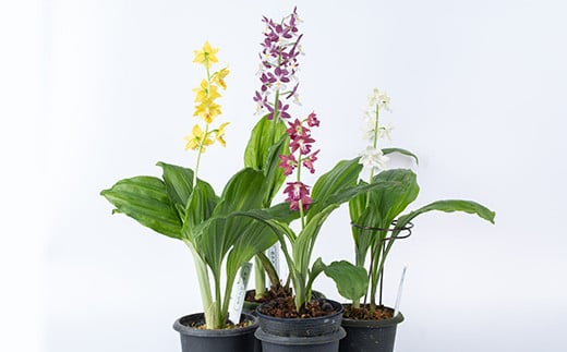 ïŒå
è¡äºçŽåä»äžïŒïŒå¯¿å³°èç¹éžãã³ãè åºäž»ããããBã³ãŒã¹âªéè±ç¶æ
ã»4æ¬â« è± ãè± é¢è± çè± è ã©ã³ ãã³ãè ã寿峰èããC-217Hã