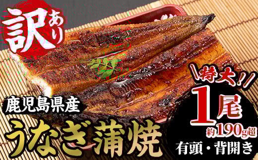 ＜訳あり・規格外＞国産うなぎ(鹿児島県産うなぎ)蒲焼(特大サイズ1尾・約190g超) タレ付き 国産 国産魚 九州産 鹿児島県産 魚 魚介 鰻 うなぎ ウナギ 蒲焼 蒲焼き 惣菜 冷凍 真空包装 簡易包装 贈答品 ギフト【南竹鰻加工】【A-2048H】