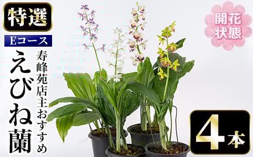 ＜先行予約受付中！＞寿峰苑特選えびね蘭 店主おすすめEコース≪開花状態・4本≫ 花 お花 鉢花 生花 蘭 ラン えびね蘭 【寿峰苑】【E-148H】