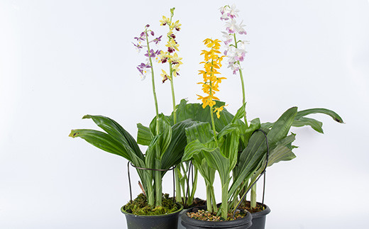 ＜数量限定＞寿峰苑特選えびね蘭(Cコース)店主のおすすめのえびね蘭の苗を4〜5本お届けいたします！【寿峰苑】【C-021H】