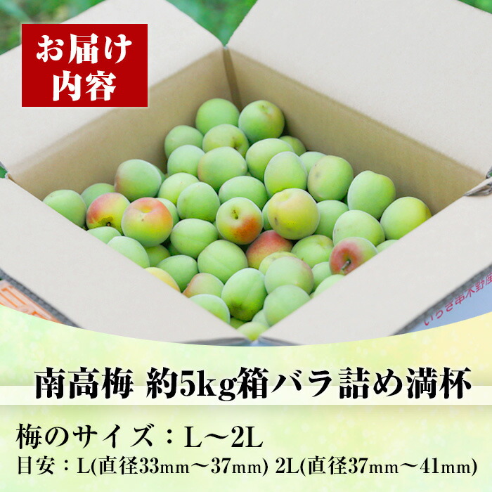 ＜先行予約受付中！2026年5月下旬から順次発送予定＞《容量が選べる！》朝日梅園の南高梅 (5kg箱バラ詰め満杯・L～2Lサイズ) 国産 九州産 野菜 南高梅 生梅 青梅 梅の実 うめ ウメ 青果 果物 梅酒 梅干し 梅シロップ 梅ジュース 梅ジャム【朝日梅園】【00-088-02】
