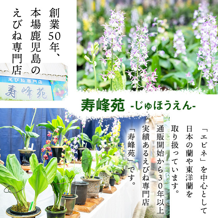 ＜数量限定＞寿峰苑特選えびね蘭(Dコース)店主のおすすめのえびね蘭の苗を4〜5本お届けいたします！【寿峰苑】【D-013H】