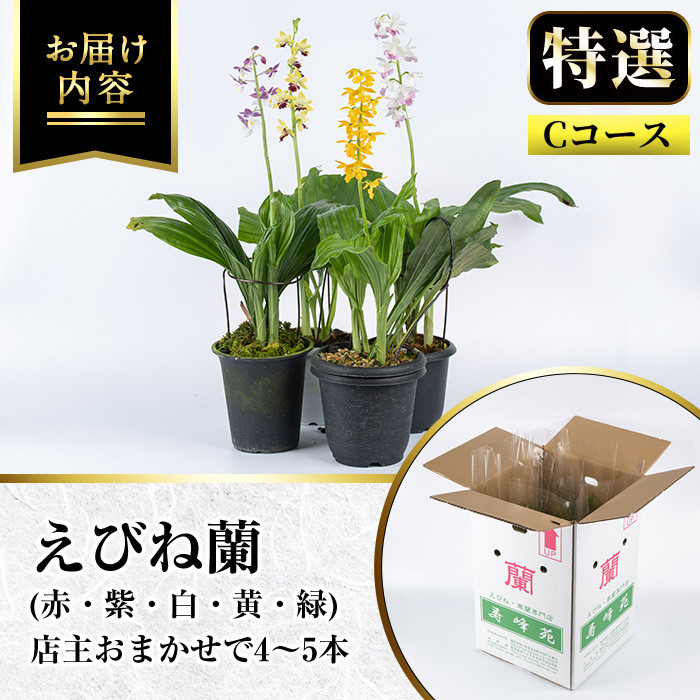 ＜数量限定＞寿峰苑特選えびね蘭(Cコース)店主のおすすめのえびね蘭の苗を4〜5本お届けいたします！【寿峰苑】【C-021H】