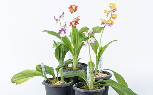 ïŒå
è¡äºçŽåä»äžïŒïŒå¯¿å³°èç¹éžãã³ãè åºäž»ããããAã³ãŒã¹âªéè±ç¶æ
ã»3æ¬â« è± ãè± é¢è± çè± è ã©ã³ ãã³ãè ã寿峰èããB-387Hã