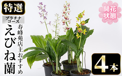 ＜先行予約受付中！＞寿峰苑特選えびね蘭 店主おすすめプラチナコース≪開花状態・4本≫ 花 お花 鉢花 生花 蘭 ラン えびね蘭 【寿峰苑】【E-149H】