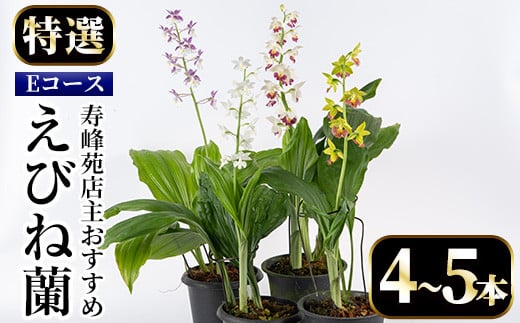 ＜数量限定＞寿峰苑特選えびね蘭(Eコース)店主のおすすめのえびね蘭の苗を4〜5本お届けいたします！【寿峰苑】【E-019H】