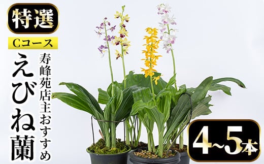 ＜数量限定＞寿峰苑特選えびね蘭(Cコース)店主のおすすめのえびね蘭の苗を4〜5本お届けいたします！【寿峰苑】【C-021H】