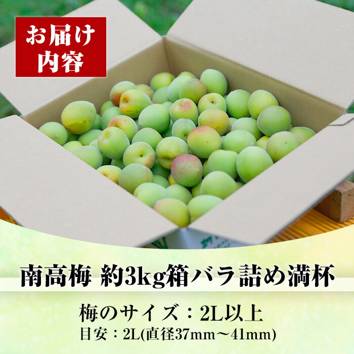 ＜先行予約受付中！2026年5月下旬から順次発送予定＞《容量が選べる！》朝日梅園の南高梅 (3kg箱バラ詰め満杯・2Lサイズ以上) 国産 九州産 野菜 南高梅 生梅 青梅 梅の実 うめ ウメ 青果 果物 梅酒 梅干し 梅シロップ 梅ジュース 梅ジャム【朝日梅園】【00-088-01】