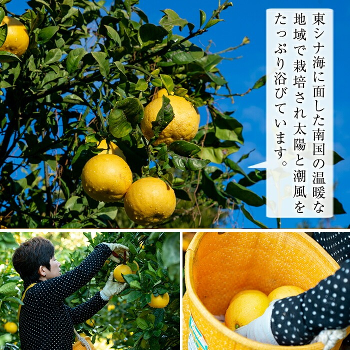 ＜先行予約受付中！2026年2月中旬頃より順次発送予定＞サワーポメロ＜等級：秀＞(4玉・2L～4L)とまるごとポメロシロップ(165g×2本)セット！鹿児島県産 サワーポメロ 大橘 柑橘 文旦 パール柑 フルーツ 果物 みかん 常温 旬 シロップ 果汁 果実【西果樹園】【A-1967H】