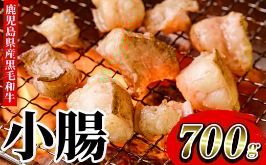 ≪数量限定≫鹿児島県産黒毛和牛の小腸 ホルモン(計700g) しょうちょう ホルモン もつ鍋 焼肉 鍋 焼肉用 焼き肉 バーベキュー 冷凍 牛肉 肉 もつ モツ 内臓 国産牛 モツ鍋 もつなべ 九州 国産 ギフト 黒毛和牛【バクロ】【A-1556H】