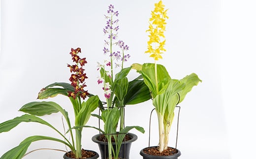 ïŒæ°ééå®ïŒå¯¿å³°èç¹éžãã³ãè(ãã©ããã³ãŒã¹)åºäž»ã®ããããã®ãã³ãèã®èã4ã5æ¬ãå±ãããããŸãïŒã寿峰èããP-011Hã