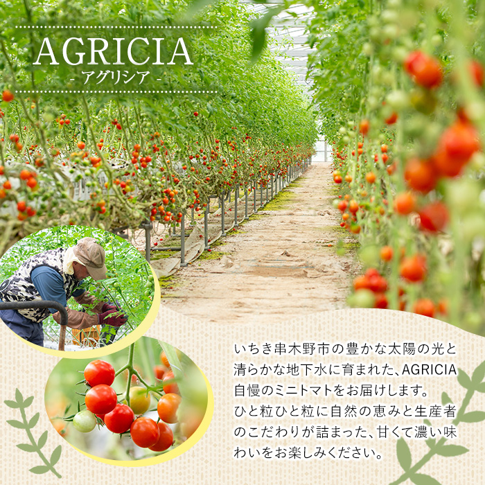 12/21ãŸã§å¹Žå
é
éïŒãæééå®ãããããã (4kg) åœç£ 鹿å
å³¶çç£ ããã ããããã éè ããã çéè æ°é®® ææ¡ã ææ¡ã æ¬ æééå® ãµã©ã ãåŒåœ 幎å
é
é 幎å
çºé ã(æ ª)AGRICIAããA-2023Hã