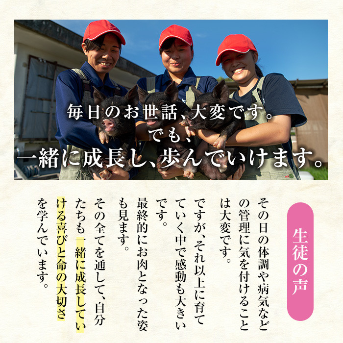 鹿児島県産！金の桜黒豚・簡単調理おかずセット(合計7食) 豚 豚肉 肉 豚丼 鹿児島 国産 黒豚 調理済 レンジ 時短 調理 ステーキ ハンバーグ カレー 味付き肉 惣菜【エーエフ企画】【A-1444H】