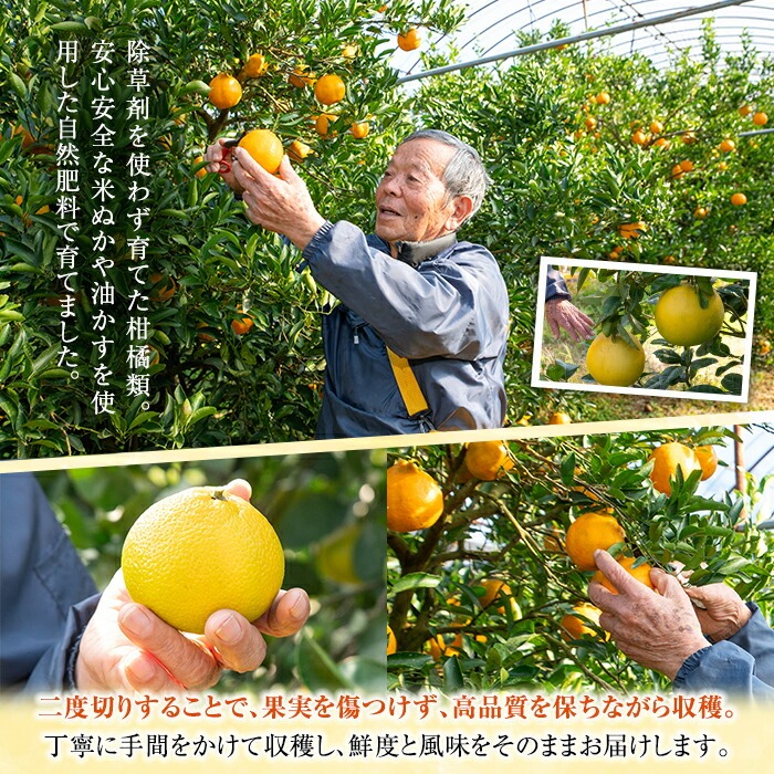 《訳あり》完熟 紅甘夏 L～3Lサイズ (約5kg) 国産 鹿児島県産 果物 柑橘 みかん ミカン 蜜柑 紅甘夏 旬 フルーツ 果実 訳アリ サイズ不揃い 冬季 常温 常温配送 箱 箱詰め 満杯 バラ詰め 【池之上果樹園】【A-1887H】