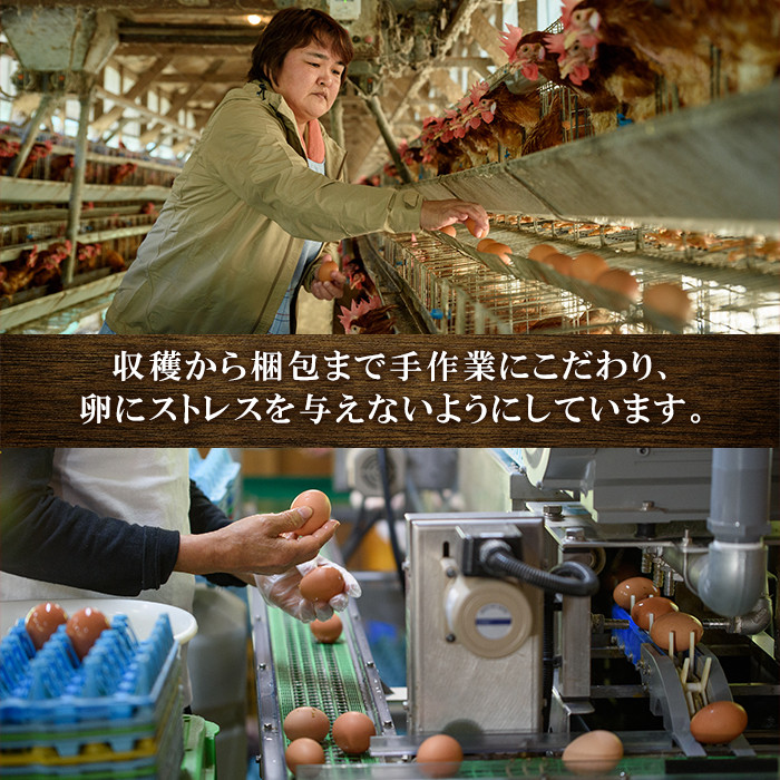 ≪定期便・全6回≫鹿児島県産！健康電子卵・初卵(赤卵のみ)(計648個・54個×2枚×6回) 国産 九州産 たまご タマゴ 玉子 生たまご 若鶏 若鳥 新鮮 鶏卵 赤卵 常温 定期 連続 小玉 パック 朝ごはん おかず 卵焼き 割れ保障 安心 安全【峯元養鶏】【E-116H】