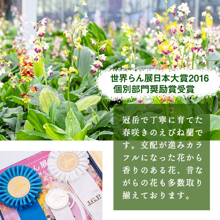 ＜数量限定＞寿峰苑特選えびね蘭(Eコース)店主のおすすめのえびね蘭の苗を4〜5本お届けいたします！【寿峰苑】【E-019H】