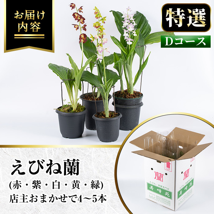 ＜数量限定＞寿峰苑特選えびね蘭(Dコース)店主のおすすめのえびね蘭の苗を4〜5本お届けいたします！【寿峰苑】【D-013H】