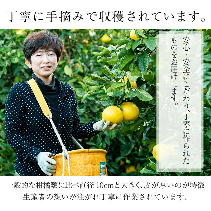 ＜先行予約受付中！2026年2月中旬頃より順次発送予定＞サワーポメロ＜等級：秀＞(4玉・2L～4L)とまるごとポメロシロップ(165g×2本)セット！鹿児島県産 サワーポメロ 大橘 柑橘 文旦 パール柑 フルーツ 果物 みかん 常温 旬 シロップ 果汁 果実【西果樹園】【A-1967H】