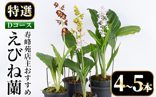 ＜数量限定＞寿峰苑特選えびね蘭(Dコース)店主のおすすめのえびね蘭の苗を4〜5本お届けいたします！【寿峰苑】【D-013H】