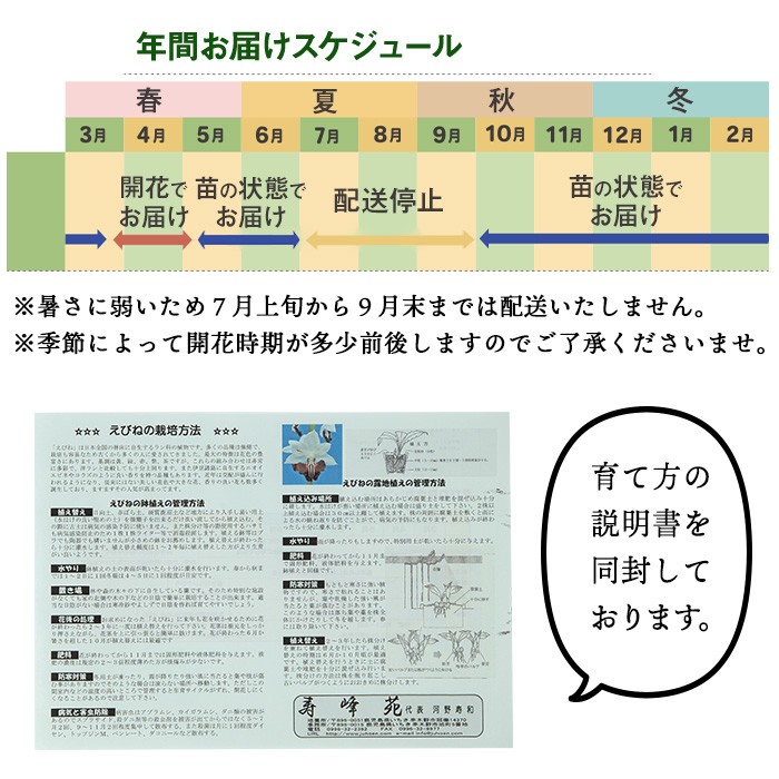 ＜数量限定＞寿峰苑特選えびね蘭(Dコース)店主のおすすめのえびね蘭の苗を4〜5本お届けいたします！【寿峰苑】【D-013H】