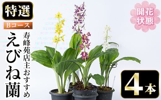 ＜先行予約受付中！＞寿峰苑特選えびね蘭 店主おすすめBコース≪開花状態・4本≫ 花 お花 鉢花 生花 蘭 ラン えびね蘭 【寿峰苑】【C-217H】