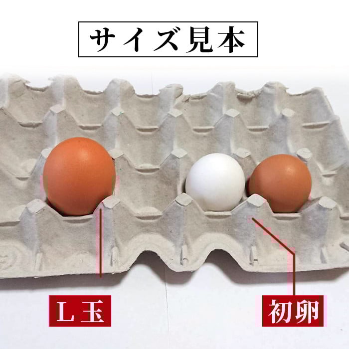 鹿児島県産！健康電子卵 初卵・白(計108個・54個入り×2枚) 国産 九州産 たまご タマゴ 玉子 生たまご 若鶏 若鳥 新鮮 鶏卵 小玉 パック 朝ごはん 卵かけごはん TKG おかず 卵焼き 割れ保障 安心 安全【峯元養鶏】【A-1827H】