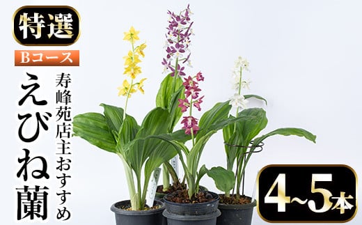 ＜数量限定＞寿峰苑特選えびね蘭(Bコース)店主のおすすめのえびね蘭の苗を4〜5本お届けいたします！【寿峰苑】【B-051H】
