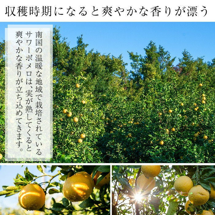 ＜先行予約受付中！2026年2月中旬頃より順次発送予定＞サワーポメロ＜等級：秀＞(4玉・2L～4L)とまるごとポメロシロップ(165g×2本)セット！鹿児島県産 サワーポメロ 大橘 柑橘 文旦 パール柑 フルーツ 果物 みかん 常温 旬 シロップ 果汁 果実【西果樹園】【A-1967H】