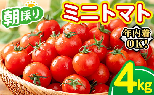 ＼12/21まで年内配送／《期間限定》ミニトマト (4kg) 国産 鹿児島県産 トマト ミニトマト 野菜 やさい 生野菜 新鮮 朝採れ 朝採り 旬 期間限定 サラダ お弁当 年内配送 年内発送 【(株)AGRICIA】【A-2023H】