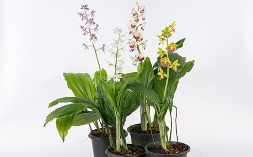 ＜数量限定＞寿峰苑特選えびね蘭(Eコース)店主のおすすめのえびね蘭の苗を4〜5本お届けいたします！【寿峰苑】【E-019H】