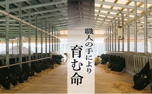 鹿児島県産黒毛和牛切り落とし(約600g) A4等級以上 肉 国産 牛 切り落とし 九州 黒毛和牛 和牛 牛肉 牛丼 肉じゃが【バクロ】【A-1553H】